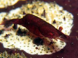 Cushion Partner Shrimp - This little fella was hopping ar... by Ed Eng 
